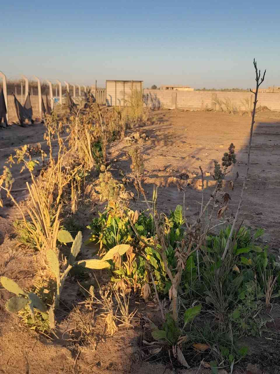 ٢٣٠٠ متر بي  بيت هيكل كونكريت مسبح محصر حلال مزروع جديد السعر ٩٠ مليون نهاية بزل مطشر ***********
