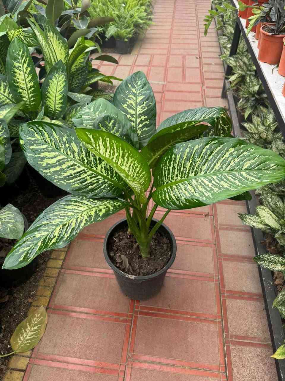 🌿 نباتات ظل صحية
🪴 أسعار مناسبة
🚚 توصيل داخل (بغداد ٥٠٠٠ )
📩 راسلينا خاص بغداد, العراق


**إذا كنت صاحب هذا الإعلان وتريد حذفه لأي سبب، رجاءا أرسل رسالة إلى الدعم الفني**