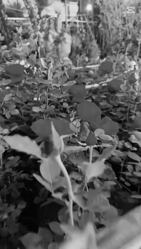 بعض النباتات المتوفرة في مشتلنا 

مشتل علي التميمي ***********
