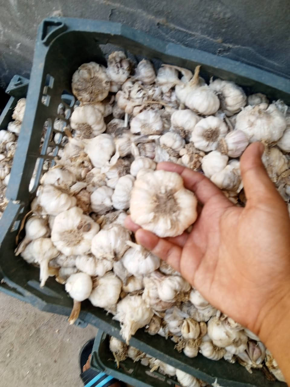 ثوم الكميه خير من الله سعر الوزنه 175 نضيف درجه اولى وكبار ويفيد الشتل ويسوه اكثر
ادمن وافق


**إذا كنت صاحب هذا الإعلان وتريد حذفه لأي سبب، رجاءا أرسل رسالة إلى الدعم الفني**
