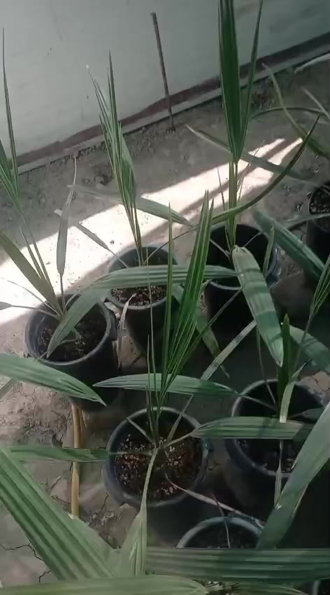 للبيع فسائل برحي نسيجي جاهزات للغرس للاتصال ***********
