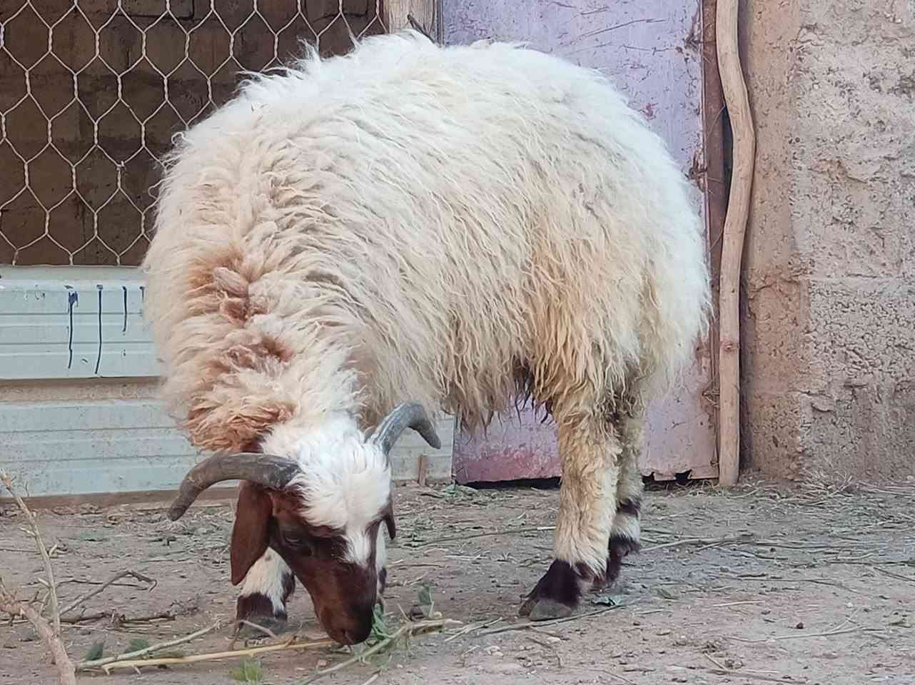 السلام عليكم موجود طلي ضحية للبيع السعر مناسب ***********
