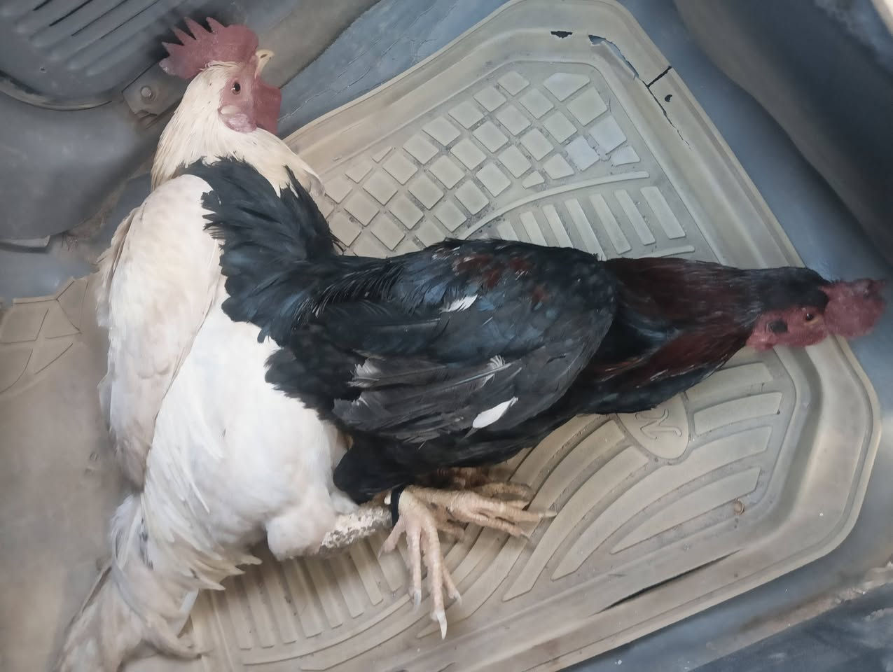 متاح ديوكه عرب شرط النصاحه سعر الزوج 30 بسعر دجاجه لاحد يكول 25 وماعرف شنو قفل قفل 30


**إذا كنت صاحب هذا الإعلان وتريد حذفه لأي سبب، رجاءا أرسل رسالة إلى الدعم الفني**