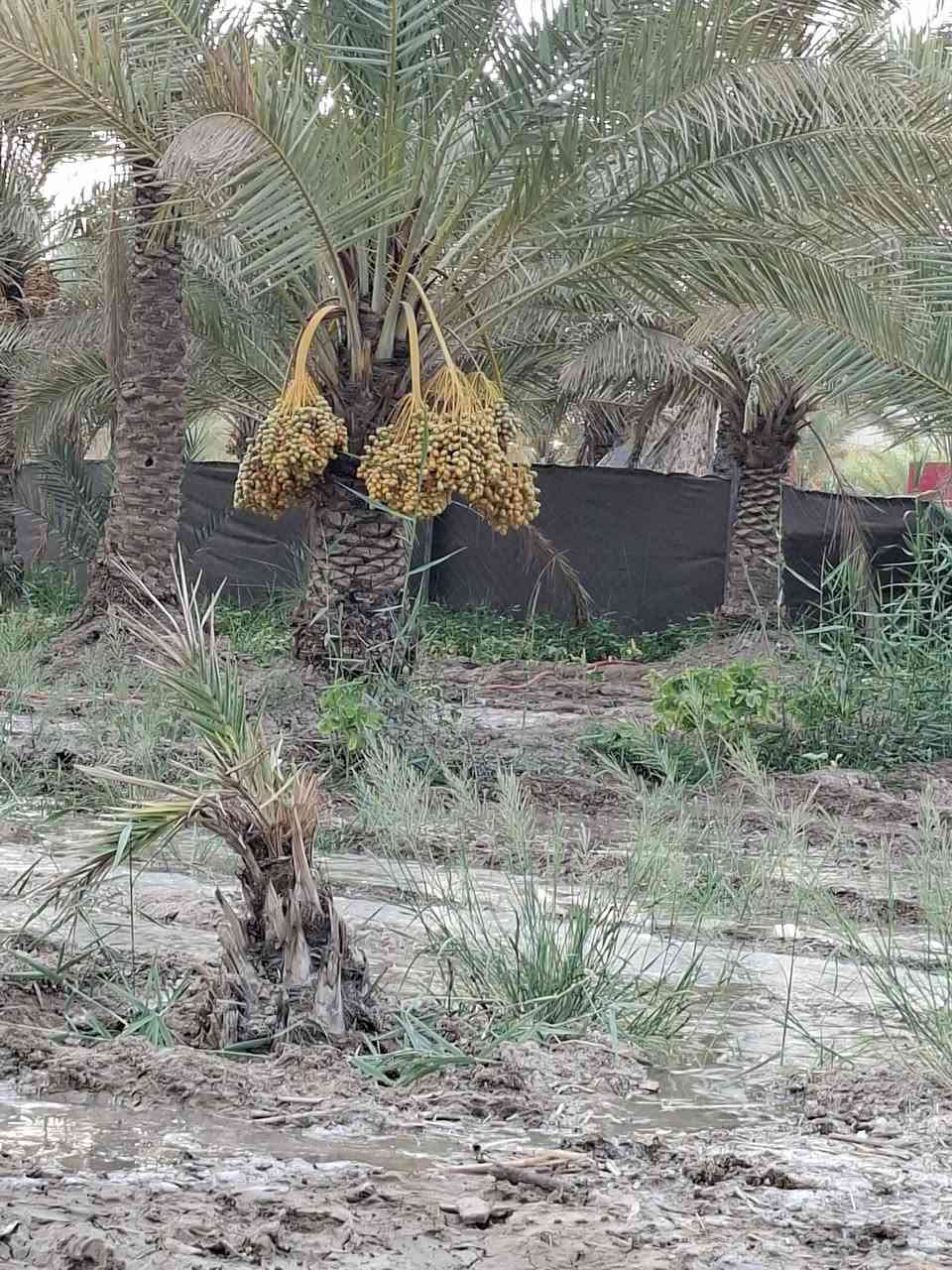 دونم 17 كربلاء العطيشي بصف مستشفى الحسينيه العام ***********

