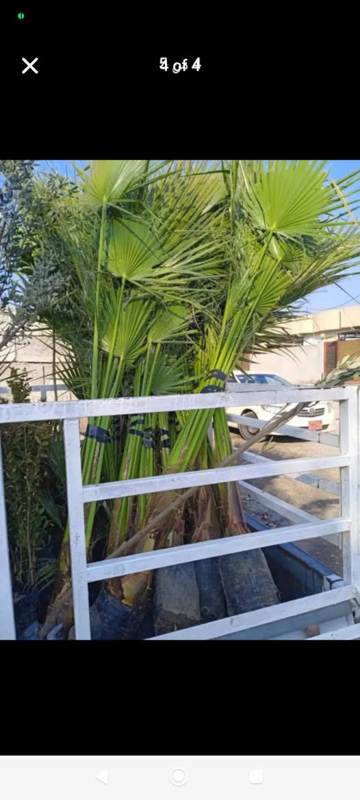 ‎دارى واشنتؤنيا بةردةستة بةهةرزانترين نرخ🌴🌴🏝️‎ اكر, نينوى


**إذا كنت صاحب هذا الإعلان وتريد حذفه لأي سبب، رجاءا أرسل رسالة إلى الدعم الفني**