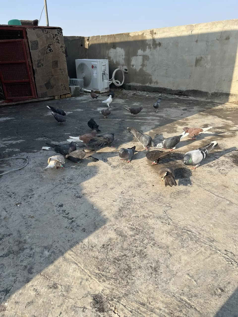 سلام عليكم متاح برج كامل تعزيلها وحمام كلها زين تريد مشروط تريد هيج تك ب15قفل وهاذ رقمي ***********
