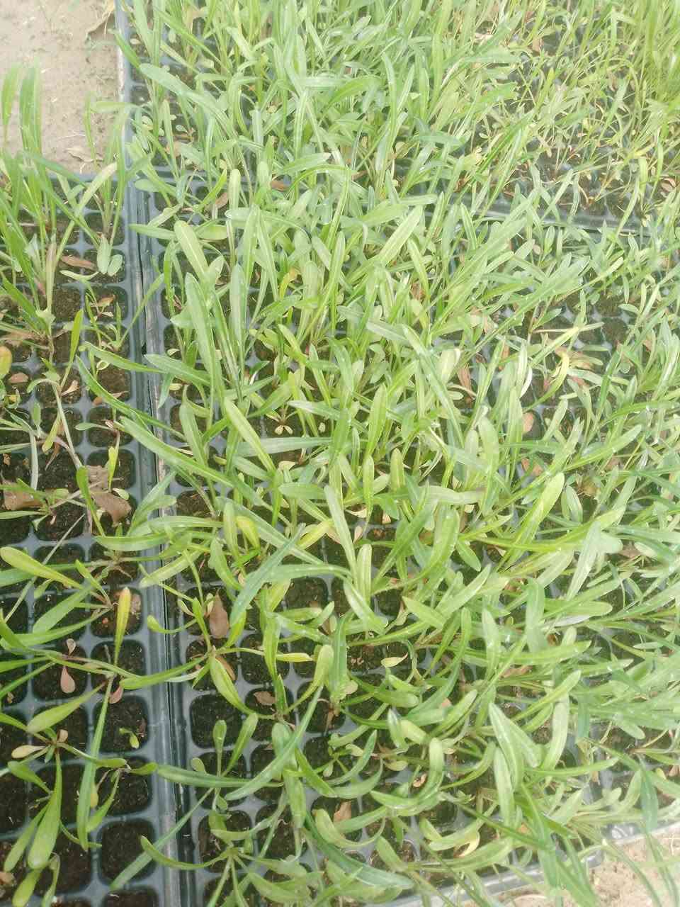 على بركه الله 
تتوفر دايات 
كزانيا بذور F1
فلفل زينه بذور F1
استر بذور محليه 
جاهزه للتحويل ***********
