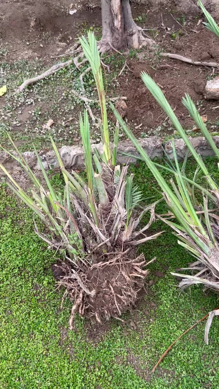 فسائل خضراوي خشنه 
قلع اليوم للتواصل ***********
