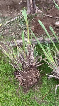 فسائل خضراوي خشنه  قلع اليوم للتواصل 07710149041