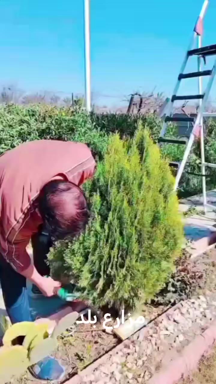 🌸 نعمل داخل بلد🫶
🌸زراعة الثيل 
🌸زراعة الاشجار 🌱🌲
🌸زراعة الورود وجميع نباتات
🌸قص الثيل وتحديدة  وترتيبها

العنوان قضاء بلد صلاح الدين ***********
نصير ابو الذهب عذرنه من التقصير حبيبي
