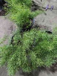 ورد وشتلات • توصيل الحسينية • بظهر سوك الصغير