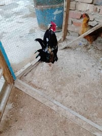 رقم الهاتف 07706227813سعر 35