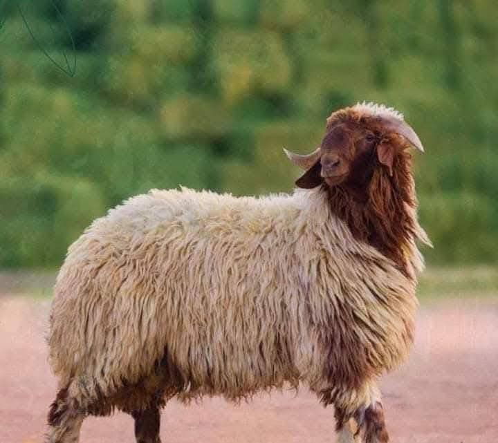 بسم الله الرحمٰن الرحيم تعلن جزاره محمد فارس عن وصول وجبه من الخرفان الغربية و العجول العراقيه يتم الحجز الضحايه من الأن وينتهي قبل العيد بيوم التوصيل داخل اربيل فقط العنوان اربيل طريق كركوك قرب جفين سياحي الوزان من 30 كيلو إلى 50 كيلو ويوجود الدينا عجول ضحايه السنا الوحيدين ولكننا الأفضل وتجربه خير برهان الارقام تاليه 
***********
***********
باداره محمد فارس
