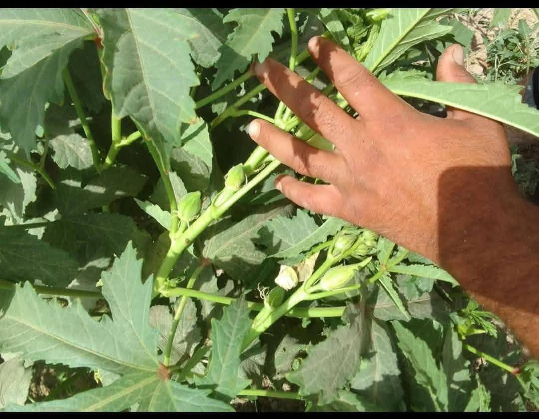 سلام عليكم عندي بذور بانيه درجه اولى شرط مشروطه الهلوبه درجه اولى *********** انتاج  من الله
