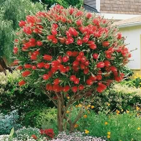 صباح الخير  سعر ب 8000 دينار اثنين ب 15 
نبات فرجت بطل هو رمز القوة والتحمل في أجواء العراق. 🌱🌟 بفضل لونه الأحمر الجذاب وإنتاجه الوفير، يقدم لنا الأمل في كل موسم. انطلق وزرع النجاح! 🌿💪 
 (✪‿✪) (✪‿✪) (✪‿✪) (✪‿✪) 
العنوان مشتل كوت فلكت الحاوي قرب مجمع دمشق الطبي مقابل مدرسه التعليم الاساسي مشتل سماء


**إذا كنت صاحب هذا الإعلان وتريد حذفه لأي سبب، رجاءا أرسل رسالة إلى الدعم الفني**