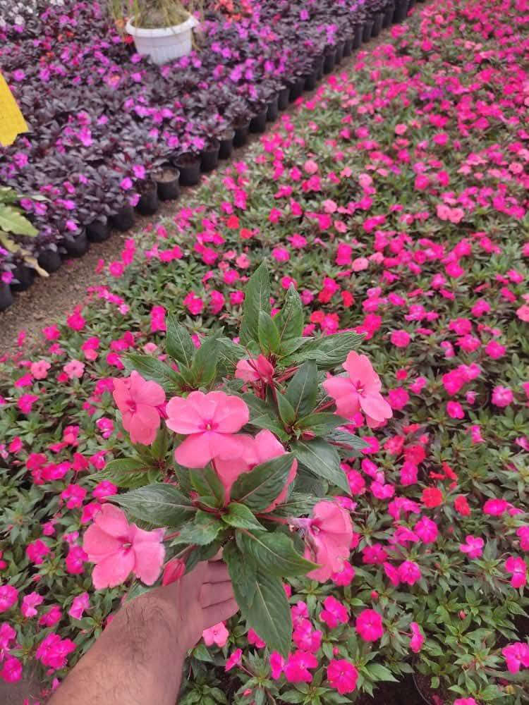 وصل ورد إمبيشن ( البلسم ) السعر 3 فقط موجود توصيل كافة محافظات العراق
سعر التوصيل 5 ألف البكج 
البكج يشيل 8 شتلات يعني 8 شتلات توصيلهم 5 فقط 
يعني البكج كامل 8 شتلات مع التوصيل ( 29 ) الف 

واتساب الحجز  ***********

مشتل مرتضى الرئيسي/ حلة طريق كربلاء عمود 96 مقابل أهل الخير 🌿
