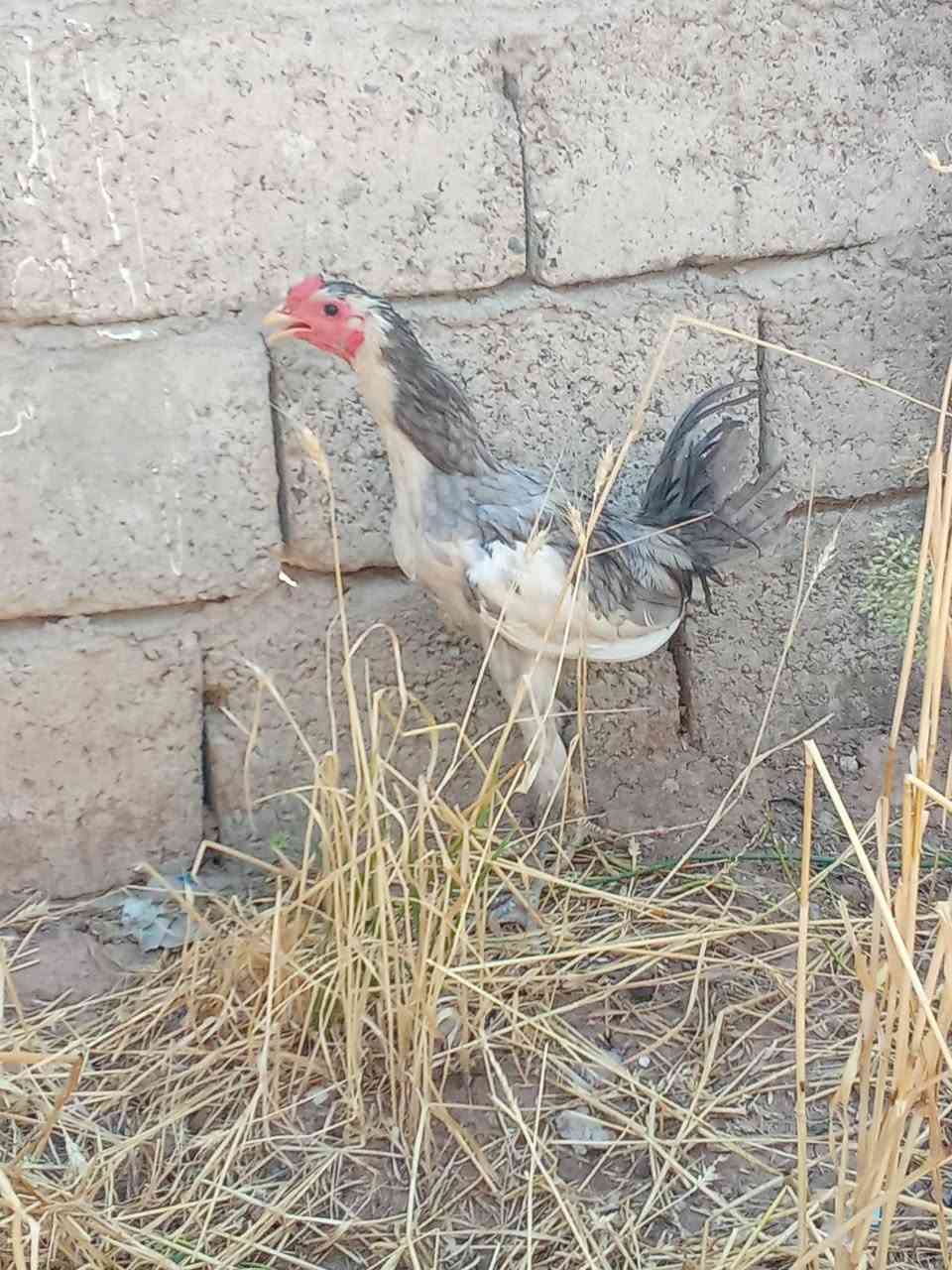 متاح
ديج بوطاني رصاصي اصلي 
شرط اصلي عيون سود رجلين سود
ملقح كامل ثلاثي ورباعي زيتي 
خشانه فول
لون فاتح فول صدر ابيض 
ديج فول درجه اولى 
عمر اكثر من 4 اشهر
سعر ب 25 الف
عنواني موصل ايسر كوكجلي 
خاص مفتوح


**إذا كنت صاحب هذا الإعلان وتريد حذفه لأي سبب، رجاءا أرسل رسالة إلى الدعم الفني**