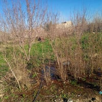 لدينا أشجار رمان للبيع العمر ثلاث سنوات السعر ٤ آلاف لكل واحد 07731950...