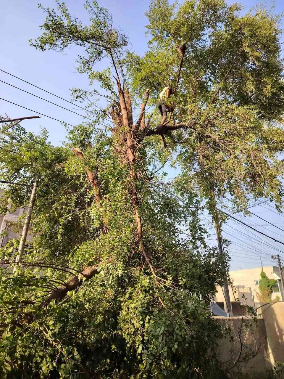 توفرت خدمة قطع الاشجار والنخيل داخل الدور السكنيه في الديوانية ونواحيها بأسعار مناسبة اتصل *********** او
