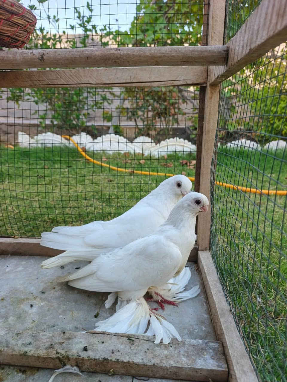 متاح زوج برص حجل ومنكار  فول مواصفات لاستفسار الاتصال ع الهاتف ☎️***********هيت حي العمال محل محمد 🦅
قرب صيدليه الرواد🗺️
