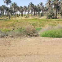 أرض زراعية • ٥دونم • كوت اليوسفيه