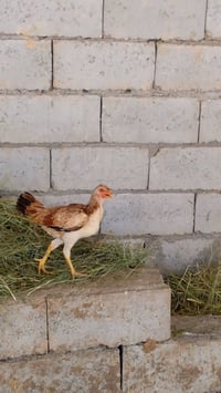 دجاجه للبيع • دجاج • حيوانات • طيور • الرميثه