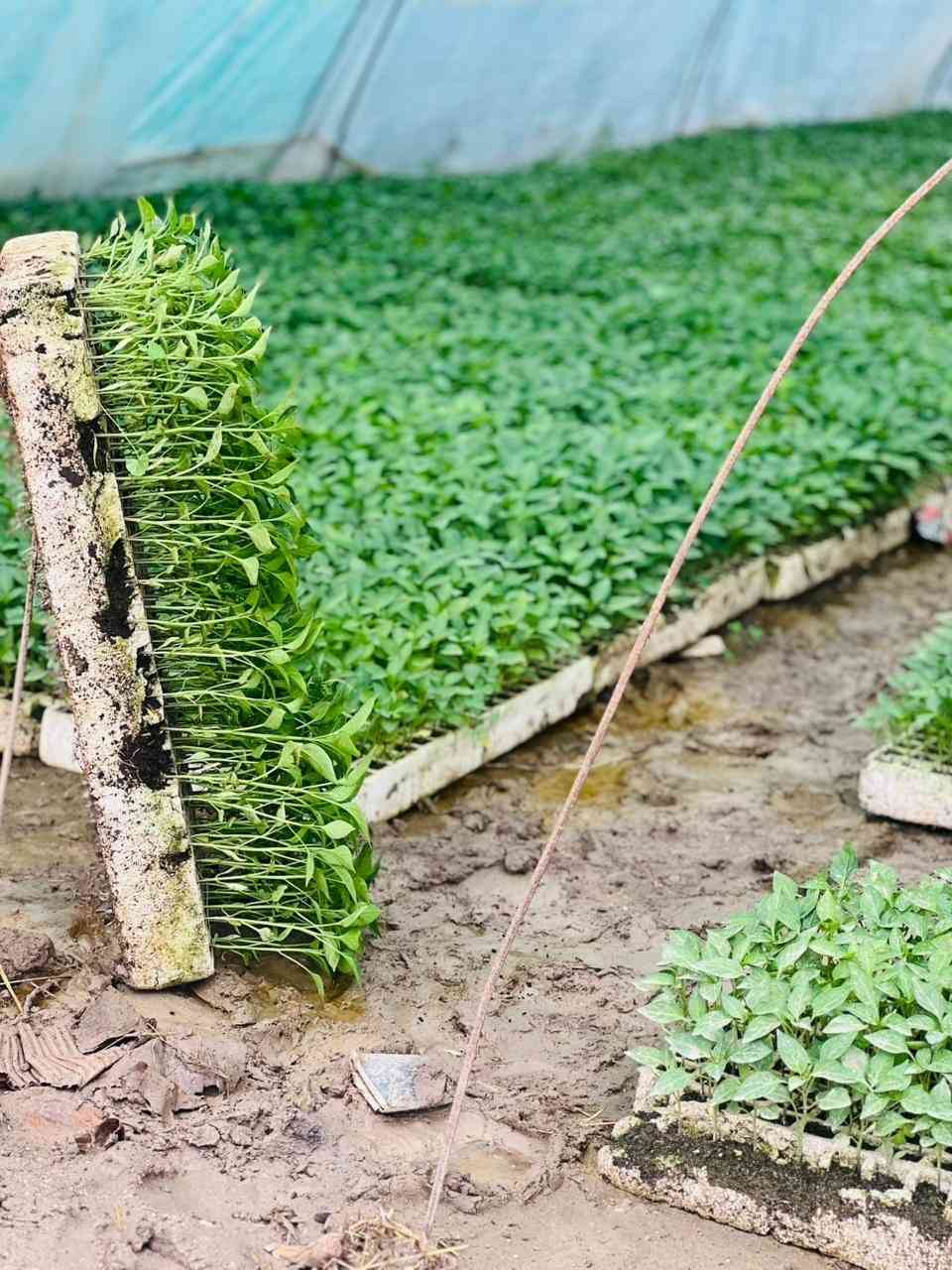 دايات فلفل حار وبارد (مودستو) باذنجان( سوري وعبد اسود) وطماطه (فتون )
جملة ومفرد متوفر
***********
