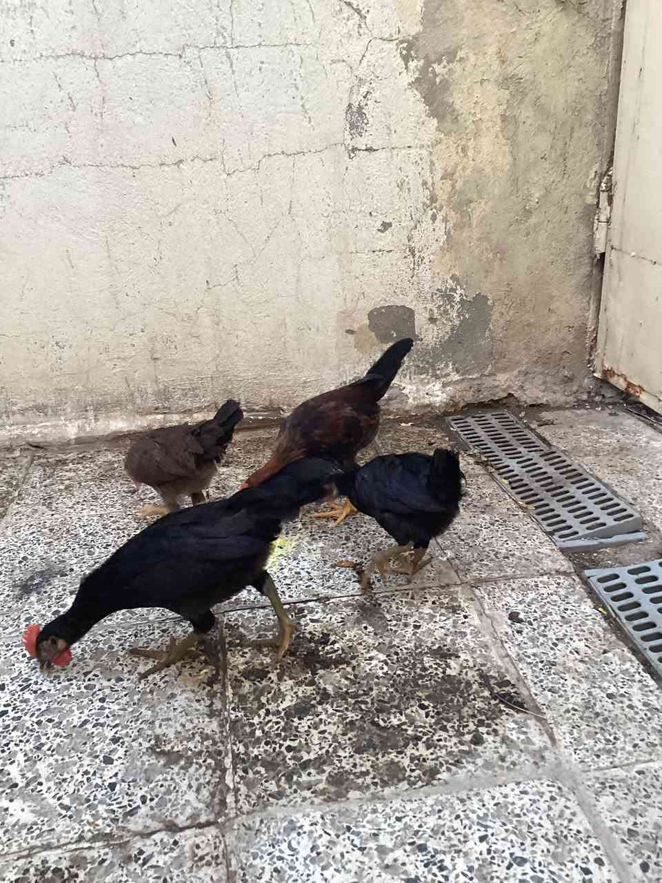 دجاجات للبيع عدد ٤ديج ودجاجه اسود كحل وديج ودجاجه شمسيات ملقحات صحاوه فول نجف حي الجمعيه السعر ٣٠ الف


**إذا كنت صاحب هذا الإعلان وتريد حذفه لأي سبب، رجاءا أرسل رسالة إلى الدعم الفني**