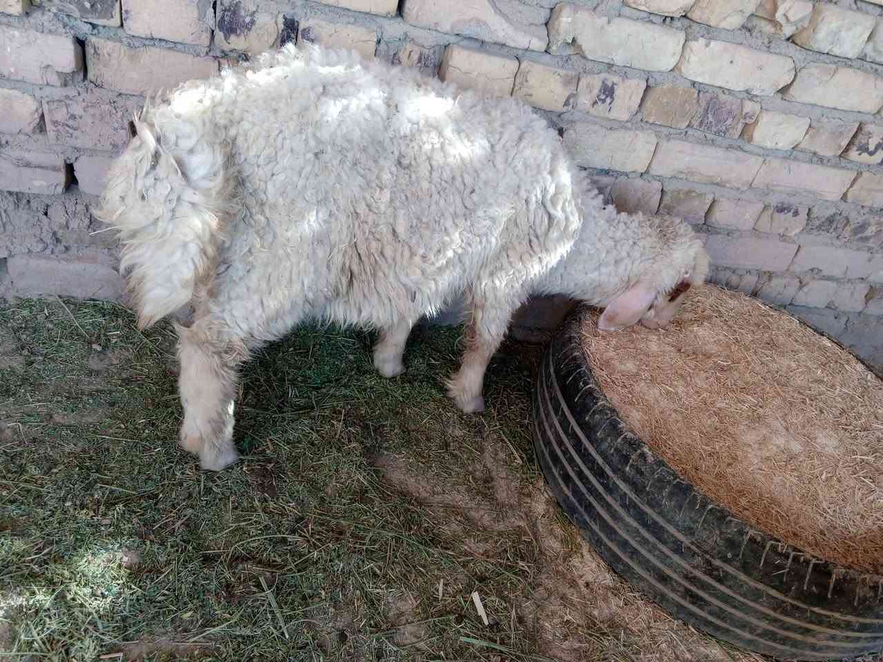 طليان ذكر ونثيه يرهمن نذر وجني وگصابه شرط الصحاه
سعر الذكر ٢٠٠ بي مجال والنثيه ١٦٠ بيهه مجال مكاني قضاء 

الفهود والشراي يدلل وبخدمته ***********
