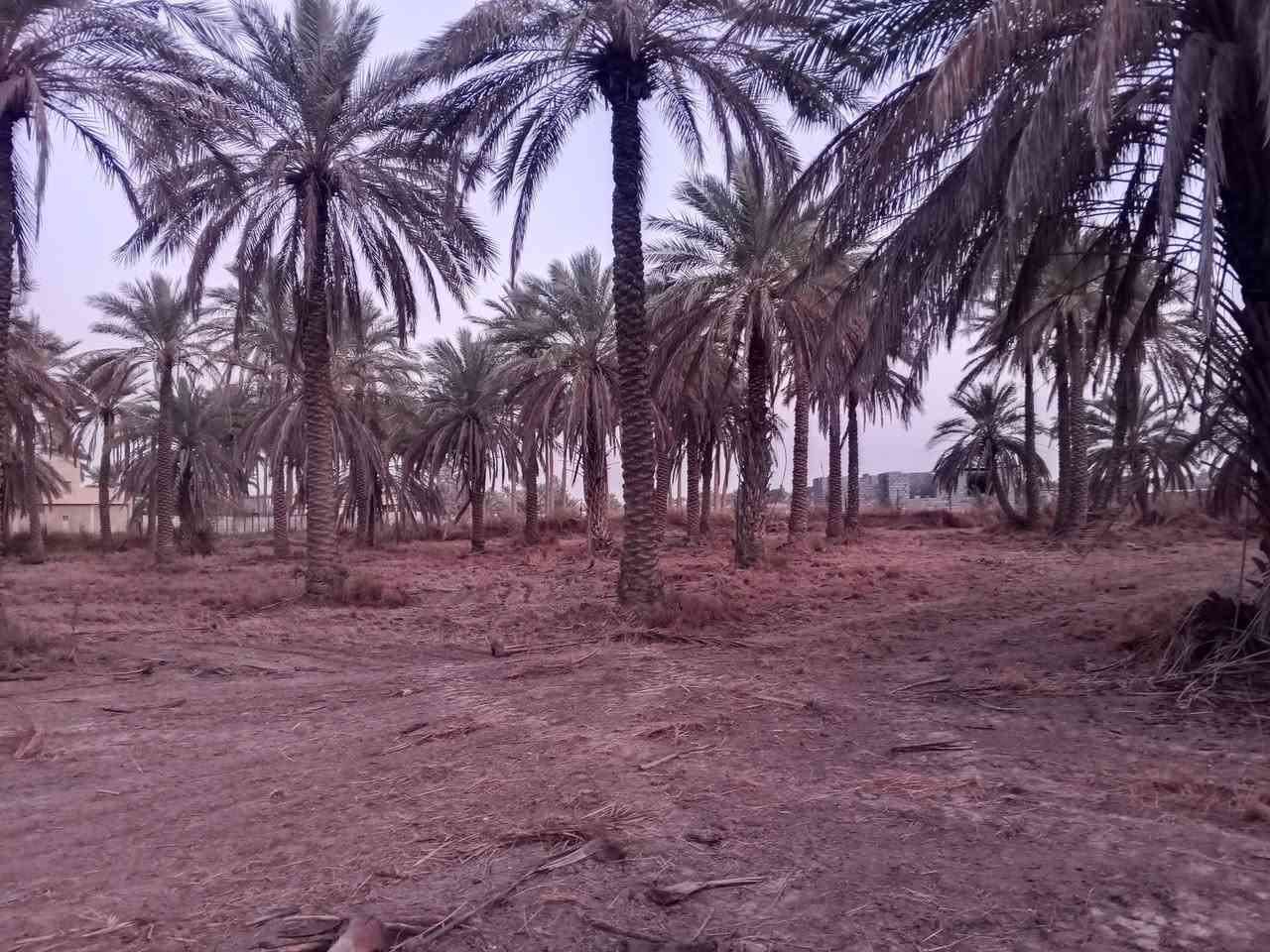 السلام عليكم اخوان عندي أرض طابو زراعي سند 25 مساحتها 8دونم أو اربعة أو حسب الطلب كاملة الخدمات من تبليط وكهرباء وماء اسالة وماء سقي في منطقة اليوسفية بئر الحمام
تبعد عن سريع الدولي 7دقائق
تبعد عن مركز الناحية 5دقائق
الأرض تصلح للاستثمار والزراعة واي مشروع 
موقعها جيد في اليوسفية بئر الحمام الشارع الثاني
سعر الدونم الواحد 63 مليون وبيه مجال كلش قليل
للأستفسار اكثر الاتصال على الارقام 
***********
***********
او واتس اب على الارقام اعلاه
