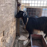 عنز • فطام اليوم • حديثه الحولي