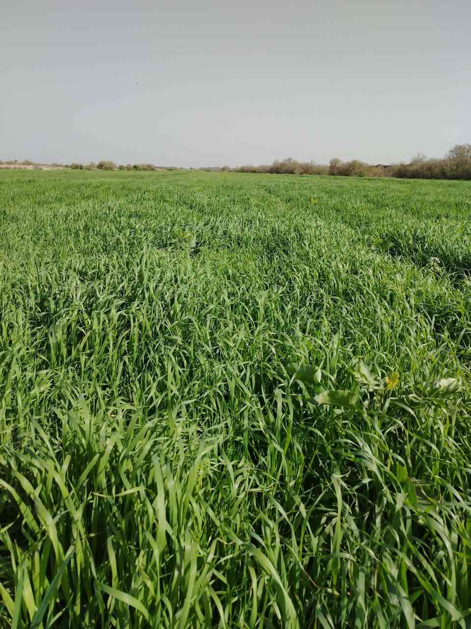 السلام عليكم يوجد دغل للبيع المساحه ٣٥دونم شعير وحنطه نثار السنه دغل خير من الله يرتع الشراي يتصل ***********
