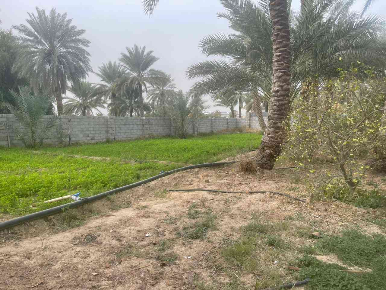 بستان مساحته 5 دونم  .فيها اكثر من 220 نخلة بكافة أنواع النخيل من البرحي و الزهدي و الخستاوي و الحمراوي و السلطاني و حمرة جبل و بلگة و مكتوم و مطوگ كربلاء و غيرها من أنواع النخيل 
.اكثر من 500 شجرة ( برتقال كربلاء الشهير ، ليمون كربلاء ، نارنج ، لالنگي ، رمان يمني ، عرموط ، النبگ ، خرمالو ، تين ، عنب ) و غيرها 
. حوض صالح لتربية الأسماك ( حجمه تقريبا 40 الف متر مكعب ) 
. أقفاص صالحة لتربية كافة أنواع الحيوانات كالدجاج و البط و الغزلان و النعام و المواشي
. منظومة تقطير لسقي جميع الاشجار
. ثلاث أضلاع من اصل اربعة أضلاع من الارض مزروعة بأشجار التين الابيض 
. دار استراحة مساحته 115 متر تقريبا يحتوي على مطبخ و صالة و مضيف و غرفة نوم و مجموعة صحية داخلية و خارجية
1- مدخل يقع على شارع رئيسي تبليط يبعد مسافة عنه تقريبا 60 - 70 متر و عرض الشارع تقريبا 8 متر
2- العنوان،، كربلاء منطقة الزبيلية شارع الرابط قرب مجمع ابن حلوه طابو سند 25 سند مستقل /للاستفسار اكثر الاتصال على الرقم ***********
