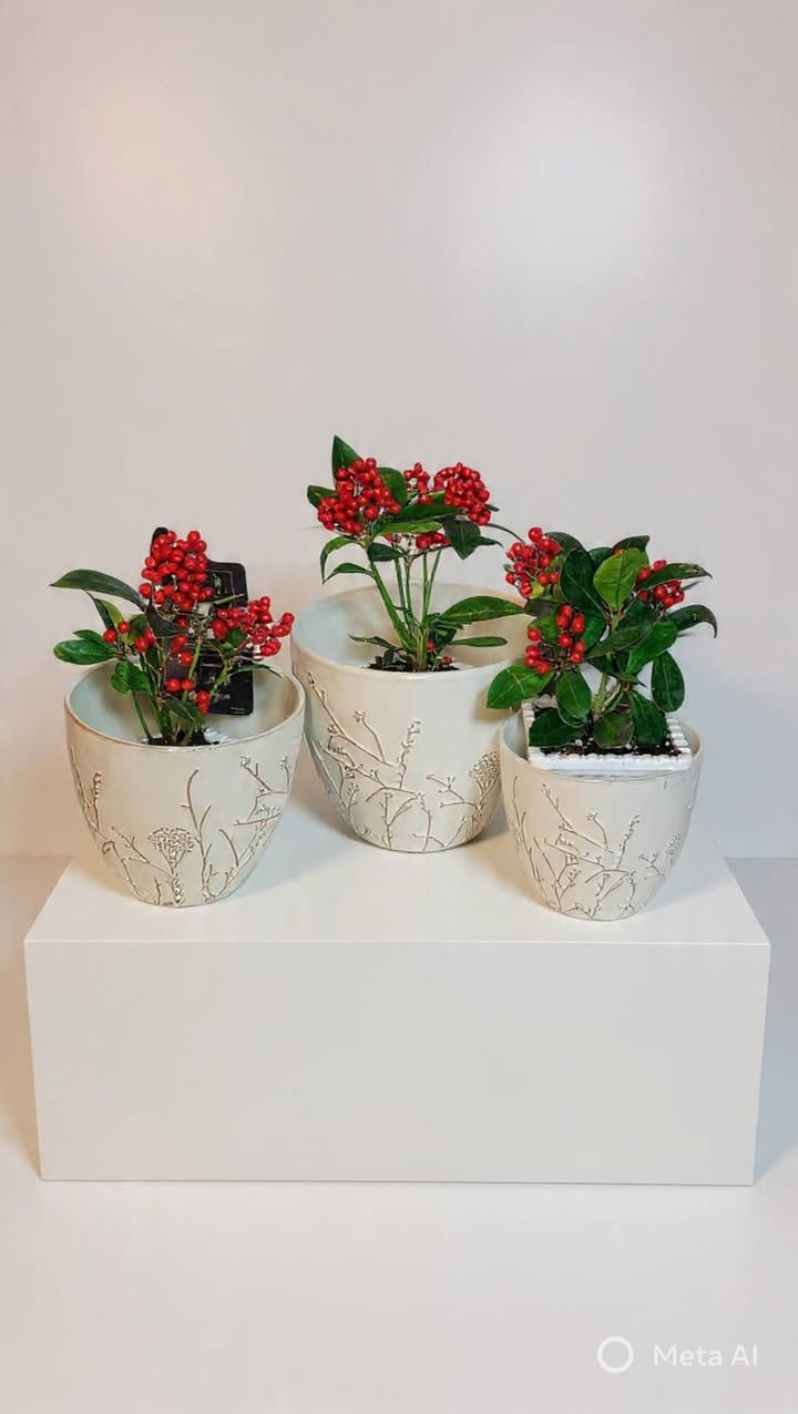 #$@
🌹💥💥💥 الحمدلله تبدأ موسم تزهير و نمو نباتات أنشأ الله 🥀🥀🍂🍂 
🦋نبدا مع نباتات جديدة و اشياء جميلة و جديدة أنشأ الله 🦋
🍂نباتات موجودة حاليا💥
� سارعو بالحجز اطلبوها 👈👈 وباقی علینا ....🤗🤗🤗🤗
يوجد توصيل لكل محافظات 👇 👇 👏
🌹🌹 ...😉😉😉😉

🌹💥💥💥 الحمدلله لەئێستا دا کاتی گوڵ کردنی گوڵەکان و دەست کردن بەگەشەیە انشااللە 🥀🥀🍂🍂
🦋 بەگوڵی تازەو شتی تازەو جوان انشااللە 🦋
🍂گوڵ بەردەستە لەئێستادا 💥🥀 خێرا بکە و داوای بکە 👈👈ئەوەی تر بە ئێمە بسپێرە ....🤗🤗🤗🤗
گەیاندن هەیة بۆ هەموو شوێنێک 👇 👇 👏 
 🌹🌹🌹...😉😉😉

... بتمۆس 👇
... ئاسن    👇 حدید
...ئێن پی کەی 👇
                                                        NPK...
... بیرلایت
...بەردی بوڕکانی یان بەردی لیکا 👇
... حجر بركاني او حجر ليكا  👇
...قەترەی بامبۆ 👇 قطرة عصى موسى 

🫵🫵هەموو جۆرە سندانەیەکی گەورەو بچوكى گوڵی ئاوی بەردەستە.....
🫵🫵كل انواع سنادين كبير و صغيرة نباتات مائية موجود .....
...لصورة کل نباتات تانية ادخل الصفحة.....🫵🫵🫵🫵🫵
... بۆ وێنەی هەموو گوڵەکان بڕۆ ناو پەیجەکەمان ....🫵🫵🫵🫵
...


**إذا كنت صاحب هذا الإعلان وتريد حذفه لأي سبب، رجاءا أرسل رسالة إلى الدعم الفني**