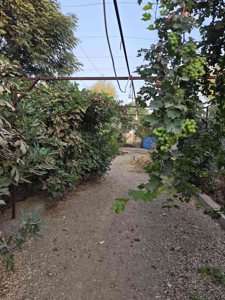 بــــــــــاخ  هـــــــــــات  فـــــــــــــەریـای کـــــــــەوە 🏃🏃
🎯نڕخی زۆر گونجاوە👉 بـــــلاش بــــــــلاش🙋🙋
🏦ئەم باخە بۆ فرۆشتن لە صالح ئاغا نزیک فەلکە
ئە گەر بێزاری لە جنجاڵی شار وەرە ئەم باخە جوانم بۆ هئناوی مالی سەفرەو سەیرانە🪴🪴
♦ئەم باخە زۆر جایزە   🥷🥷
هەمیشە نووسینگەی صالح ئاغامحمد پێشنگە لە ماڵی
 جوانوو هەرزان 
تێبینی . هیچ نووسینگەیک پۆستی نەکات لەگەڵ رێزم 

🔹رووی.خـۆری بـەیـانـی 3 دەقـە لـە جـادوە دوورە🙋
♠ڕوبەری 1دۆنموو چوار گۆشە
🔸ئاوی بیری تیایە ئەرکەوازی 
کامل سیاجە
ئەم باخە  کۆلانی پانە 
🔹 جئگای خانوویکی دیکەی تیایە 
♠500 داری بەرداری تێدایە
♦مەوقعێکی زۆر جوانی هەیە
♦دراوسێ زۆر چاکە
♦ماڵی دۆســـــتـــــــە
♦بۆ زانینی نرخ خاڵێک لە کۆمێنت دانێن
♦ئەم  باخ مقالەو جئگای نانخواردای جوانی بۆ کراوە
🔶 مطــــــــــــــــــبخ 🫖🍽️
♦ ژوری نوستن
🔶 مشتەمــــــــەلات 🛁🚿 کاشی
♦حــمــام سـەرئـاو‌🪟کاشی

🌸🌸🌹🌹🌸🌸🌹🌹🌸🌸🌹🌹🌸🌸🌹🌹🌸🌸***********
🔴بۆزانیاری زیاتر پەیوەندی📲بکەن بە
💮📳نوسینگەی # صالح ئاغا محمد
🍁🍁🍁🍁🍁🍁🍁🍁🍁🍁🍁🍁🍁🍁🍁
***********
👇لایکی پەیجە کەبـکەن بــەرک نە بێت👇

#‌‌_ئێوەی بەڕێزیش گەر موڵکتان هەیە دەتانەوێ بیفرۆشن
یان دەتانەوێ بەکرێی بدەن ئەوا دەتوانن تەواوی زانیاریەکان
#_ناونیشانی تەواوی موڵکەکەت،
#_چەن وێنەیەکی موڵکەکەت،
#_نرخی گونجاوی موڵکەکەت،
#بنێرن_بۆ_پەیجەکەمان

                                          🌹🌹🌹🌹🌹🌹🌹🌹🌹🌹ەر       
🌹☎***********☎🌹🌹واتس ئاپ
 نووسینگەی صالح ئاغامحمد🙋🙋🙋
