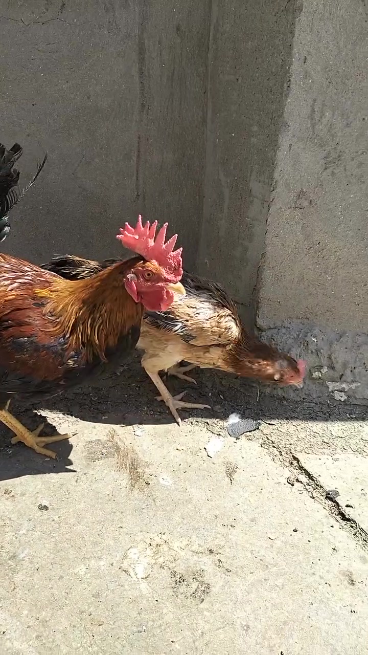 السلام عليكم دجاج عرب للبيع السعر  مناسب  مال بيت الدجاجه بياضه


**إذا كنت صاحب هذا الإعلان وتريد حذفه لأي سبب، رجاءا أرسل رسالة إلى الدعم الفني**