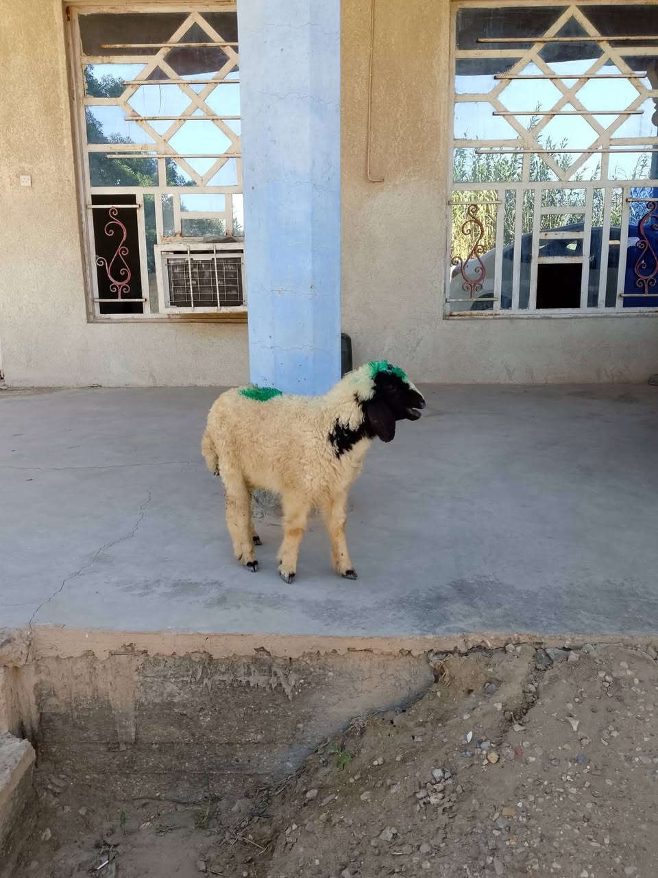 السلام عليكم
ذكر لبيع مكاني قريب من المدائن سلمان باك 

***********
