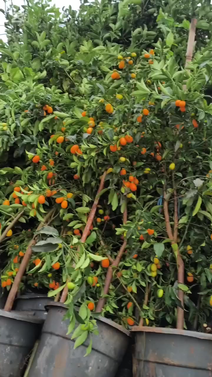 #صلو #على #خير #الانام


**إذا كنت صاحب هذا الإعلان وتريد حذفه لأي سبب، رجاءا أرسل رسالة إلى الدعم الفني**