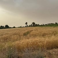 قضاء العلم • طابو زراعي • ٣ دونم