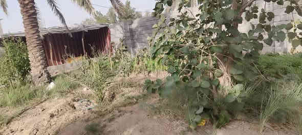 قطعه أرض للبيع مساحة 530متر مزروعه جميع نخيل برحي وبريم ام دهن انواع مختلفه  وانواع وسدار 🌴🌲🌺🌻🌷🌾🥀 مسيجه بلوك محكمه وباب سليت 🧱 وجها 25متر ونزال 20ونس نوع العقار وقف سني اصولي  العنوان بصره أبي الخصيب منطقه جيكور شارع الميناء عرض شارع 7متر جميع الخدمات متوفره ماء كهرباء مدارس جوارين ذهب ابو الخصيب القدامه سعر 38 مليون وبيه مجال الاستفسار اتصل أو وتساب ***********
