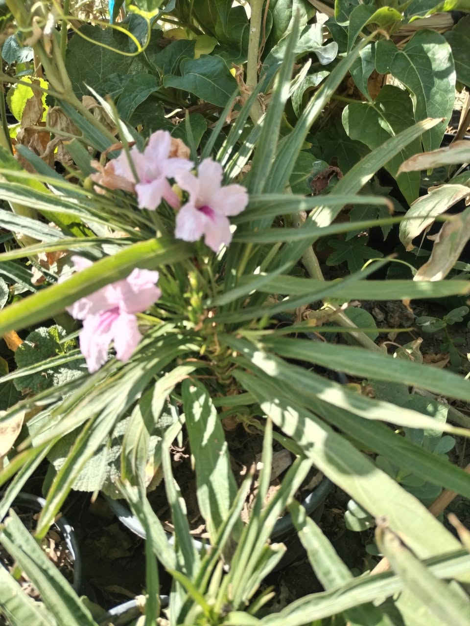 تزهير اليوم الجمعه ١٠ / ٧ / ٢٠٢٦ نبات ورد البتونيا المكسيكيه ازهار ورديه  ل، لطلب والحجز واتساب *********** السماوه أو مراسلة الصفحه يوجد خدمة توصيل طلبات داخل السماوه ولكافة المحافظات لباب البيت أنواع البذور الاستوائية النادره
