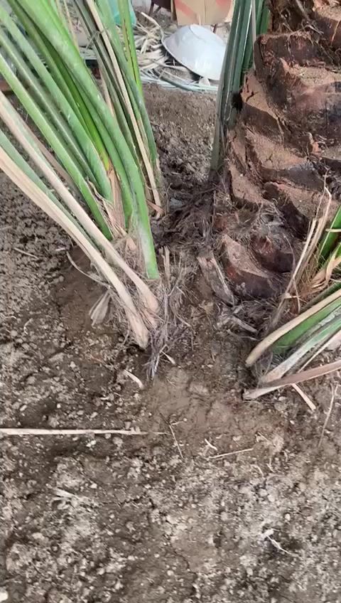 برحي درجه اوله السعر 150مكان القرنه الشرش ***********
