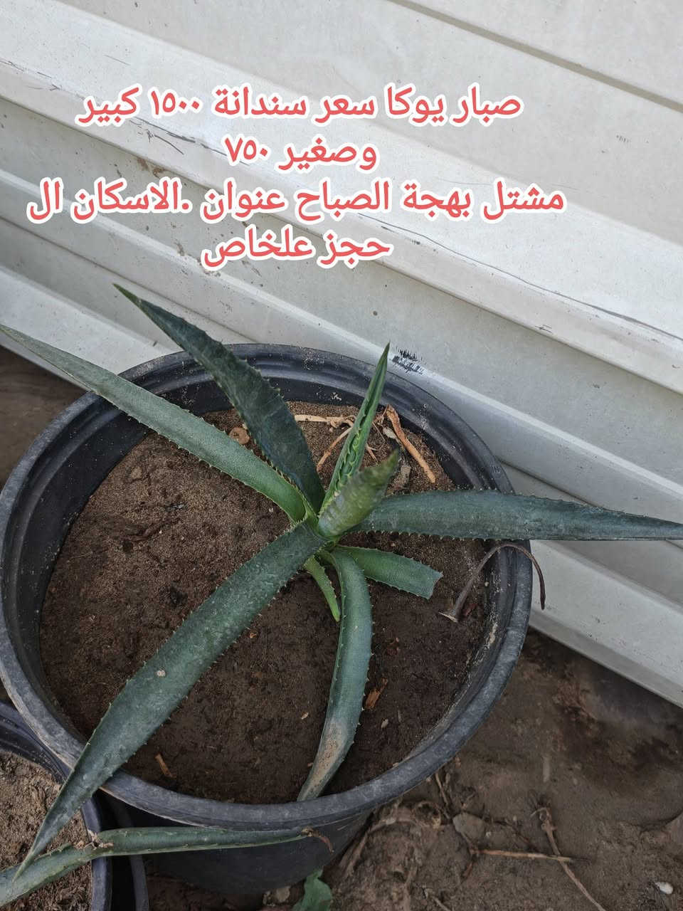 سلام عليكم 
متوفر ورد صباح ٨ الوان غير مورد حاليا سعر سندانة ٣٠٠٠ وبقية تفاصيل بلصور عنوان بغداد الاسكان


**إذا كنت صاحب هذا الإعلان وتريد حذفه لأي سبب، رجاءا أرسل رسالة إلى الدعم الفني**