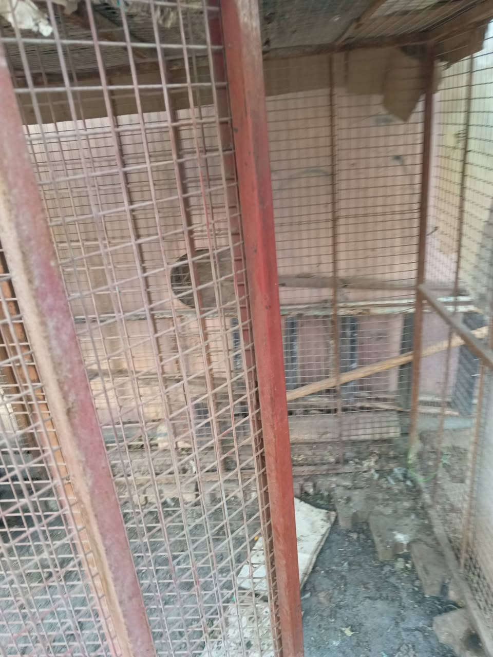 قفص حديدي ثقيل جدا ، الطول ٢٣٠سم والارتفاع ١٥٠ سم ،  والعرض ١١٠ سم  للبيع ب ١٠٠ الف
حي القدس خلف الكراج الجنوبي


**إذا كنت صاحب هذا الإعلان وتريد حذفه لأي سبب، رجاءا أرسل رسالة إلى الدعم الفني**