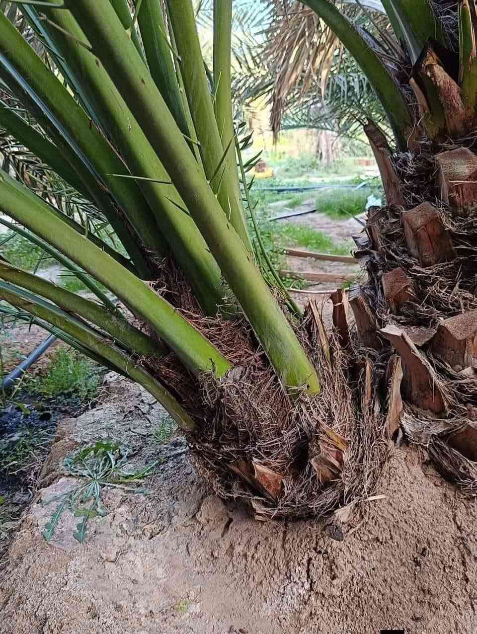 برحيات للبيع حرات اصليات  سعر 110الف الوحده  بيع حجم خشن بلحض والبخت امانه الله ورسوله مال بستاني و مشروطات ومخليلك عثك تأكد وتشلع بيدك وتشلع بيدك تمره الخشنه شرط شوف بعينك  العنوان واسط ألاستفسار والاتصال عل ***********
