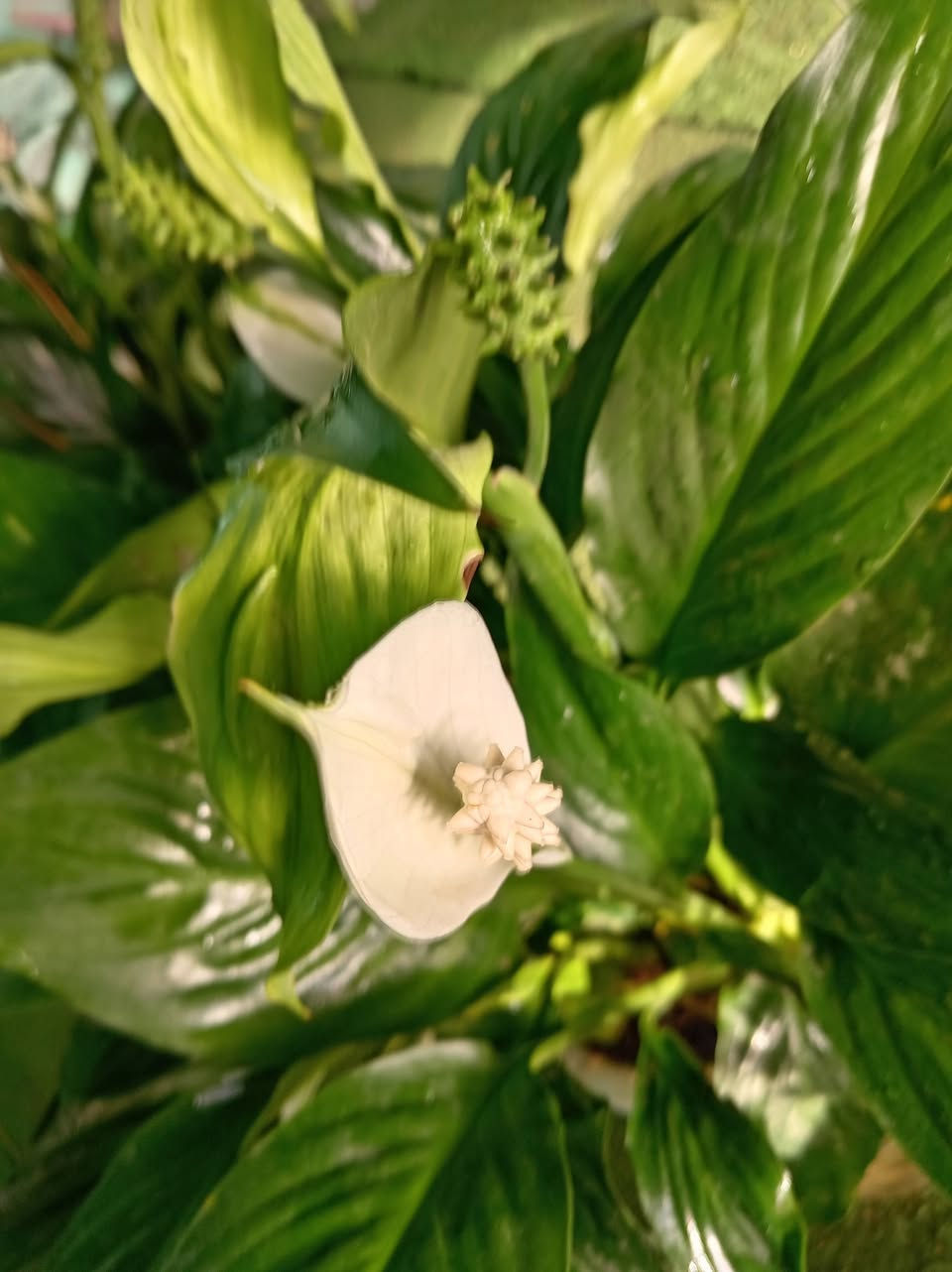 �✨ تخفيضات وبسعر منشا 📣📣📣💥✨🌿
�✨ تخفيضات 📣📣📣💥✨🌿
لمسة خضراء طبيعية تضيف فخامة وأناقة لأي ركن داخل المنزل أو المكتب. أوراق كبيرة بتدرجات خضراء رائعة تعطي إحساساً بالحيوية والانتعاش مع جودة صناعة عالية وثبات ممتاز.
الكميات محدوده 
للاستفسار مراسله الواتساب . ***********

يوجد لدينا خدمه توصيل ناحية الحمزة فقط🚐 

يوجد كادر تنضيف وزراعه

العنوان بابل الحمزه الغربي ع 

حي الحسين قرب عباس برهي للجمله 

 مقابيل مدرسة المكرمه 

زيارتكم تشرفنا

📍
