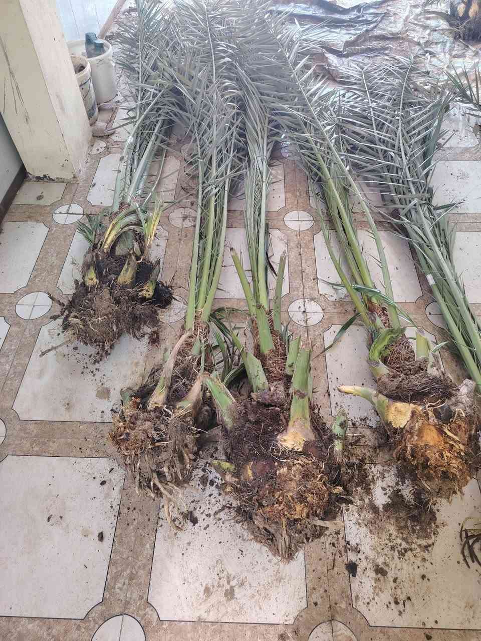 السلام عليكم عندي 10فسلان برحي حر وشرط الضمان وكل وحده بيهاا  3فسلان او4 صغار مكاني قضاء الخالص الاتصال ***********
