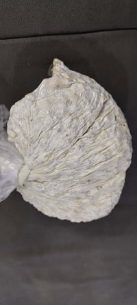 بذور فطر محاري • توصيل لجميع المحافظات