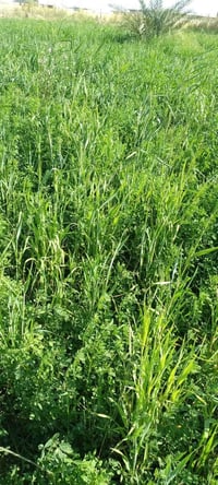 طريق ابو الماش • ٤دوانم • للبيع