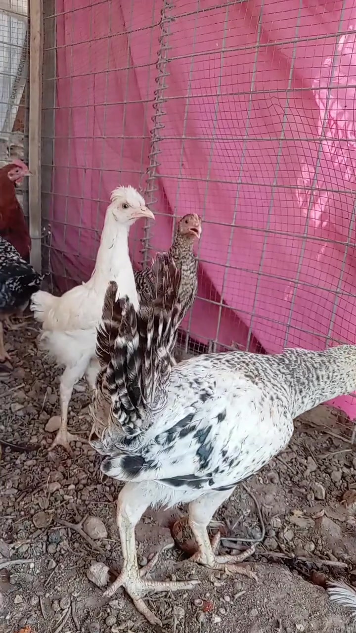فراريج عرب سعر الزوج ١٥ ألف 
***********
